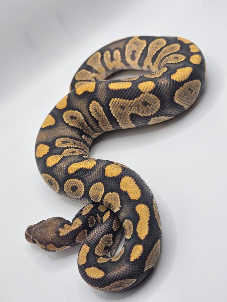 Ballpython- koningspython- python regius