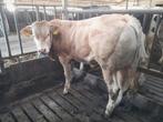 Blonde aquitaine dekstier en drachtige koeien, Dieren en Toebehoren, Mannelijk, 0 tot 2 jaar