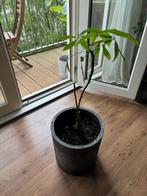 2 plantjes mét pot die wat liefde nodig hebben, Ophalen, Overige soorten, Halfschaduw, In pot