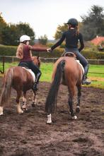 PONYS: zadelmak maken/training/ verkoop