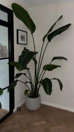 Strelitzia plant, Ophalen