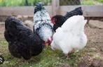 Kippen opvang, Meerdere dieren, Kip
