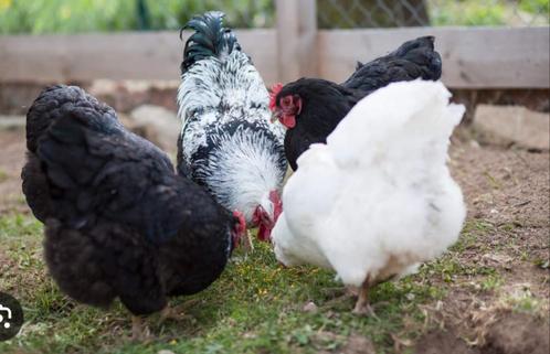 Kippen opvang, Dieren en Toebehoren, Pluimvee, Kip, Meerdere dieren