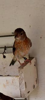 Pop kapoetsensijz van 2025, Dieren en Toebehoren, Vogels | Kanaries, Vrouwelijk