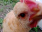 orpington Haantje, Dieren en Toebehoren, Pluimvee, Mannelijk, Kip