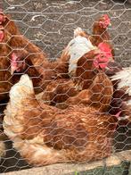 Legkippen leghennen, Dieren en Toebehoren, Pluimvee, Vrouwelijk, Kip