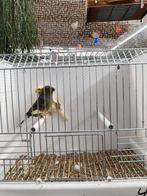 Couple gloster canaries, Dieren en Toebehoren, Meerdere dieren, Postuurkanarie