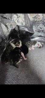 kittens zoeken een goud mandje, Dieren en Toebehoren, Katten en Kittens | Overige Katten, Meerdere dieren