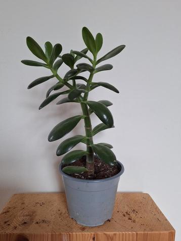 Jadeplant/Geldboom Crassulla Ovata makkelijke plant beschikbaar voor biedingen