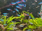 Kardinaal tetras, Dieren en Toebehoren, Vis, Zoetwatervis, Schoolvis
