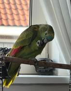 Amazonepapegaai, Geslacht onbekend, Papegaai, Pratend