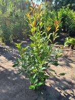 Photinia Fraseri - Red Robin haagplanten ca. 125-150 cm -50%, Ophalen of Verzenden, Overige soorten, Haag, 100 tot 250 cm