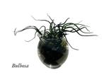 Bulbosa, Ophalen of Verzenden, Overige soorten, Minder dan 100 cm