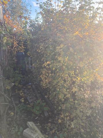 Te koop: 21 x Acer campestre haagvorm spaanse aak beschikbaar voor biedingen