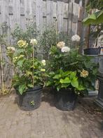 Te koop: 2 stuks Hydrangea macr./ Boeren Hortensia, Tuin en Terras, Planten | Tuinplanten, Vaste plant, Halfschaduw, Zomer, Ophalen