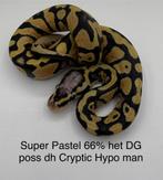 Konings python Python Regius super Pastel man, Dieren en Toebehoren, Slang, 0 tot 2 jaar