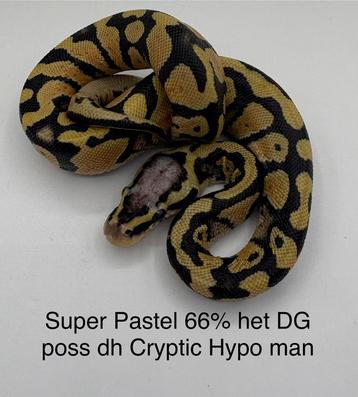 Konings python Python Regius super Pastel man beschikbaar voor biedingen