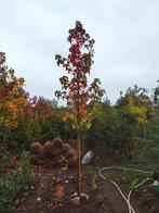 Amberboom, Tuin en Terras, Planten | Bomen, Bloeit niet, Overige soorten, 250 tot 400 cm, Ophalen