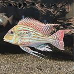 1x Geophagus sveni, Dieren en Toebehoren, Vissen | Aquariumvissen, Vis
