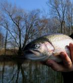 Set P 3 van 4 Forel-Ruisvoorn-Baars Propellervliegen, Watersport en Boten, Ophalen of Verzenden, Nieuw, Complete set