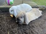 Lieve konijntjes, Dieren en Toebehoren, Middelgroot