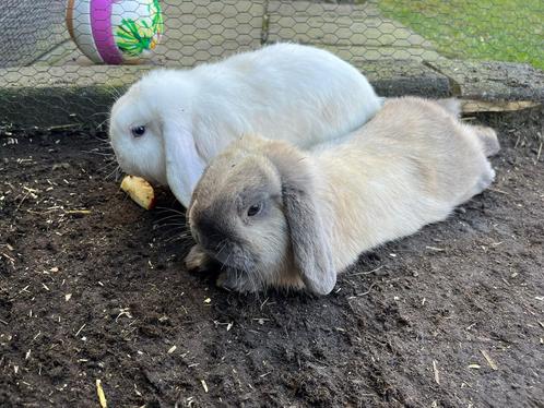 Lieve konijntjes, Dieren en Toebehoren, Konijnen, Middelgroot