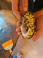 Te koop ball python, Slang