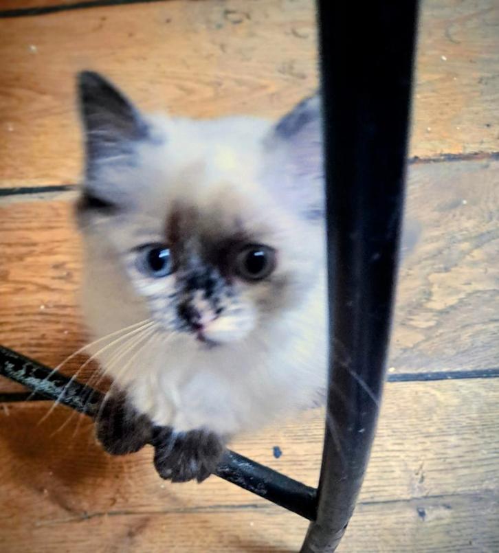 De liefste Ragdollkittens, Dieren en Toebehoren, Katten en Kittens | Raskatten | Langhaar, Meerdere dieren, 0 tot 2 jaar