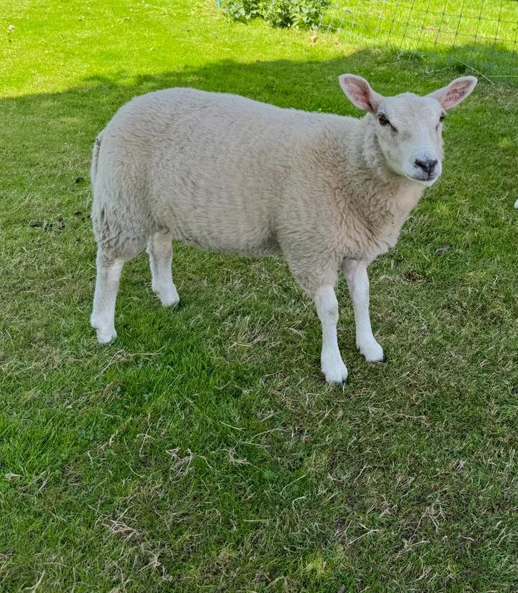 Gezocht ram voor bij onze 4 schapen, Dieren en Toebehoren, Schapen, Geiten en Varkens, Schaap, Meerdere dieren