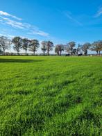 Stalling met weidegang, Dieren en Toebehoren, Stalling en Weidegang, Weidegang, 2 of 3 paarden of pony's