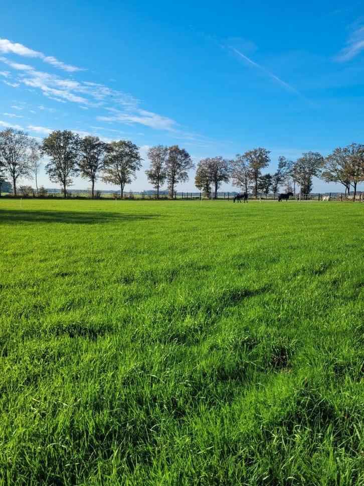 Stalling met weidegang, Dieren en Toebehoren, Stalling en Weidegang, Stalling, Weidegang, 2 of 3 paarden of pony's