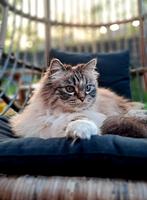 Twee katten Ragdol mix met perz en poes, Poes