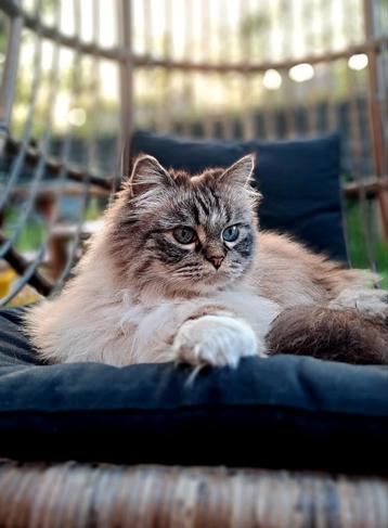 Twee katten Ragdol mix met perz en poes  beschikbaar voor biedingen
