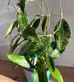 Hoya Macrophylla Splash, Huis en Inrichting, Kamerplanten, Overige soorten, Minder dan 100 cm, Bloeiende kamerplant, Halfschaduw