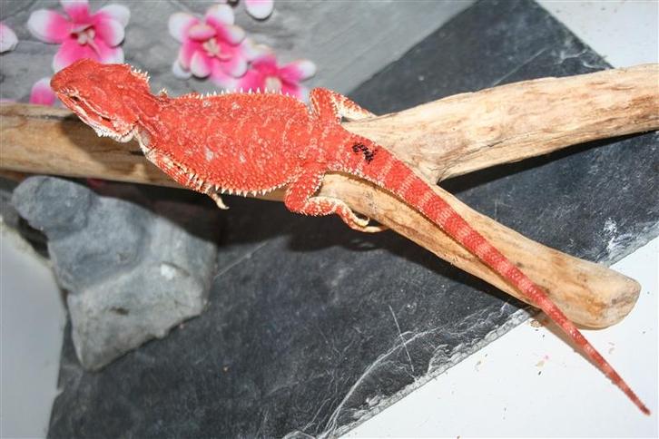 HypoTrans 100% ALBINO RED Baardagaam Bearded Dragon, Dieren en Toebehoren, Reptielen en Amfibieën, Hagedis, 0 tot 2 jaar