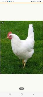 Witte kippen 17 week oud, Dieren en Toebehoren, Vrouwelijk, Kip