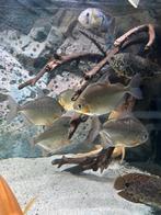 6 zilver dollars, Vis