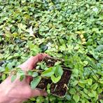 Vaste planten en siergrassen, Tuin en Terras, Planten | Tuinplanten, Ophalen of Verzenden, Vaste plant, Siergrassen, Volle zon