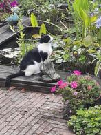 Gratis zwart/witte poes, Poes, Kortharig, 6 jaar of ouder