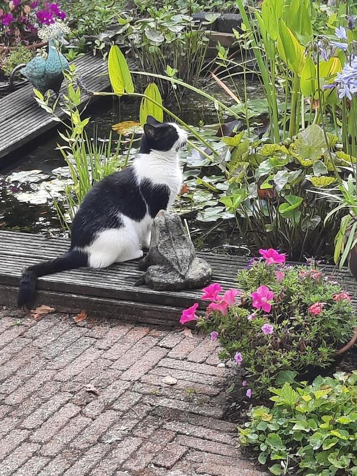 Gratis zwart/witte poes, Dieren en Toebehoren, Katten en Kittens | Overige Katten, Kortharig, Poes, 6 jaar of ouder