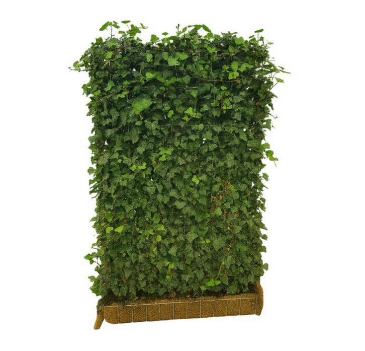 Kant-en-klaar haag hedera 180cm - zeer voordelig, Tuin en Terras, Planten | Struiken en Hagen, Overige soorten, 100 tot 250 cm