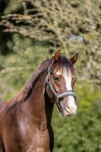 Lieve en talentvolle C-pony, Dieren en Toebehoren, Pony's, Gechipt, Ruin, Dressuurpony, 7 tot 10 jaar