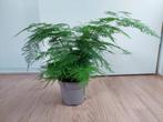 Asparagus Setaceus  - Sierasperge H: 45 cm., Ophalen, Overige soorten, Halfschaduw, Minder dan 100 cm