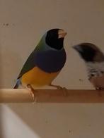 Gouldamadine man, Ophalen of Verzenden, Overige typen