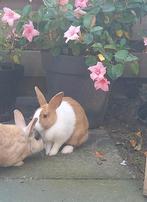 Koppeltje konijnen zoek nieuw huisje, Dieren en Toebehoren, Konijnen, Meerdere dieren, Middelgroot