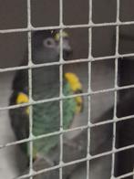 Meyer papegaai man gevraagd, Dieren en Toebehoren, Vogels | Parkieten en Papegaaien, Mannelijk, Papegaai, Geringd