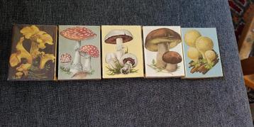 5 Luciferdoosjes met diverse paddenstoelen beschikbaar voor biedingen