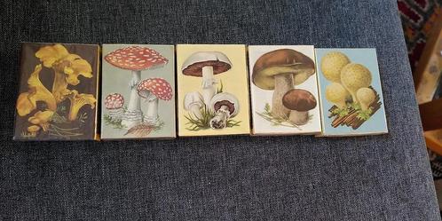 5 Luciferdoosjes met diverse paddenstoelen, Verzamelen, Rookartikelen, Aanstekers en Luciferdoosjes, Zo goed als nieuw, Luciferdoosjes of -merken