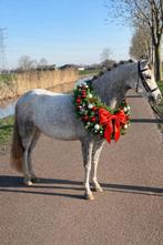 Allerliefste, mega knappe, betrouwbare B pony!!, B, Ruin, 3 tot 6 jaar, B pony (1.17m tot 1.27m)