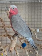 Roze kaketoe, Popje, tam, geringd, getest bestand, geb. 2025, Meerdere dieren, Papegaai, Geringd
